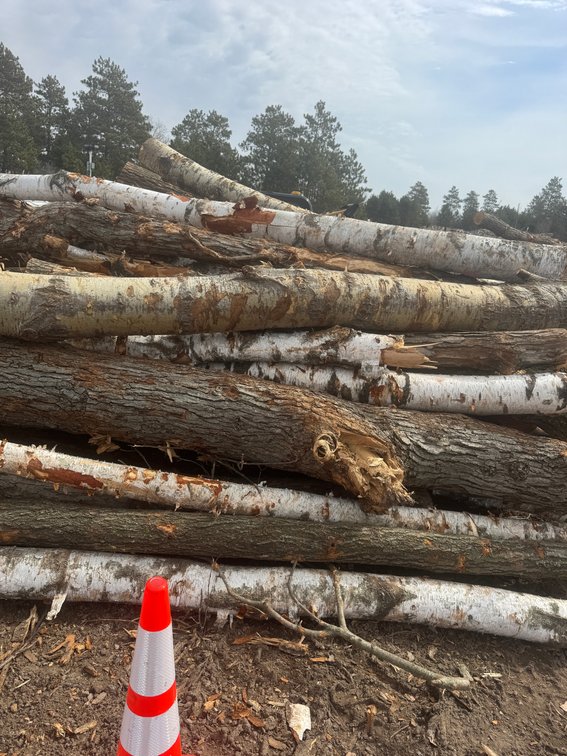 Fire Wood and Lumber Logs (159543)
