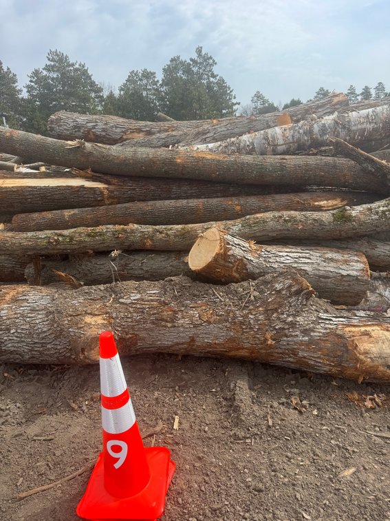 Fire Wood and Lumber Logs (159543)