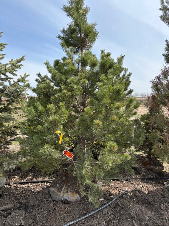 Spring Tree Auction: 180+ Trees (151588)