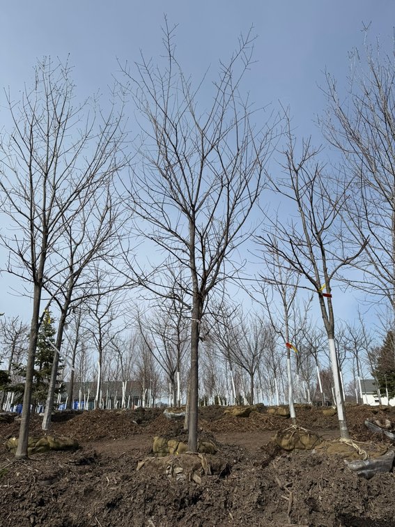 Spring Tree Auction: 180+ Trees (151588)