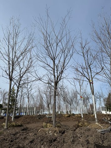 Image for Spring Tree Auction: 180+ Trees (151588)