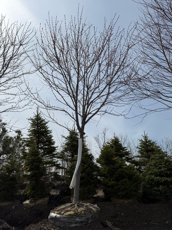 Spring Tree Auction: 180+ Trees (151588)