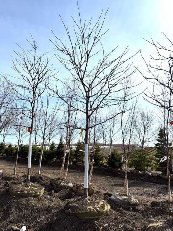 Spring Tree Auction: 180+ Trees (151588)