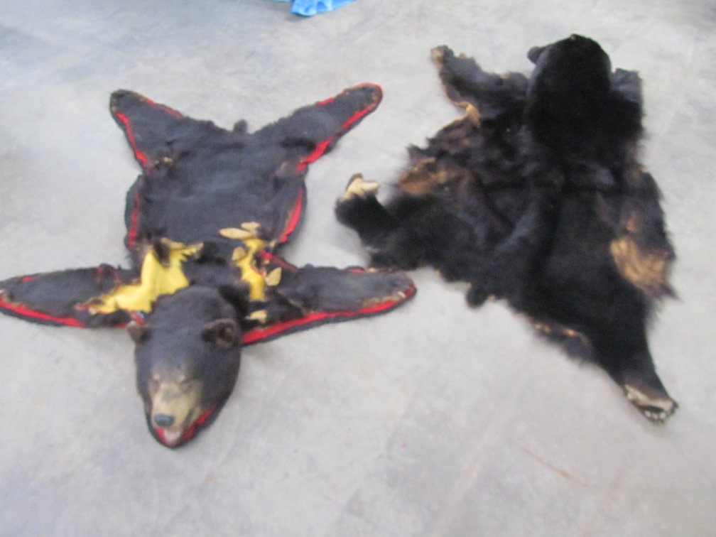 (2) Black Bear Rugs