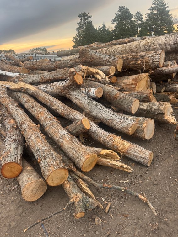 Fire Wood and Lumber Logs (160824)