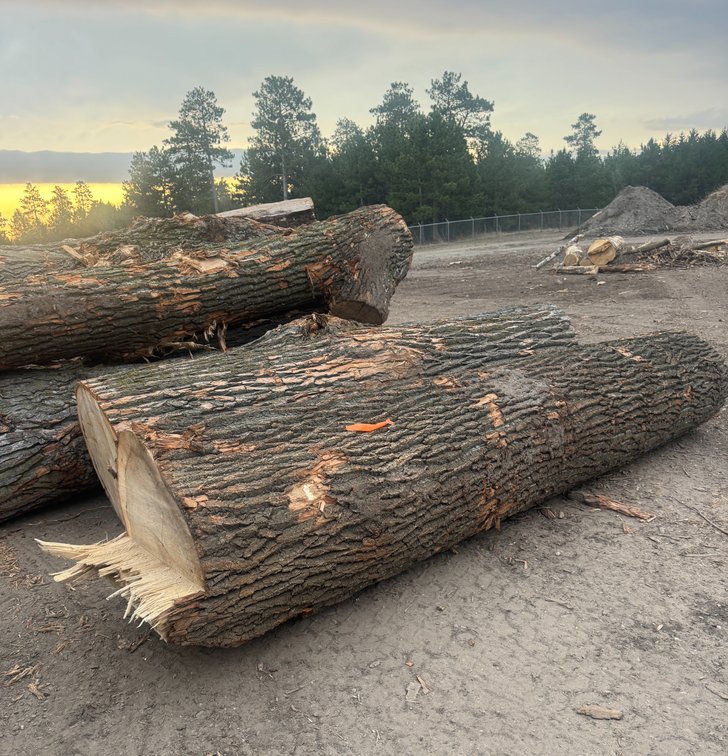 Fire Wood and Lumber Logs (160824)