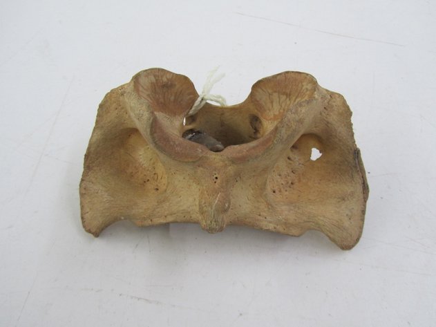 Image for Buffalo Vertebrae w/Arrowhead In It