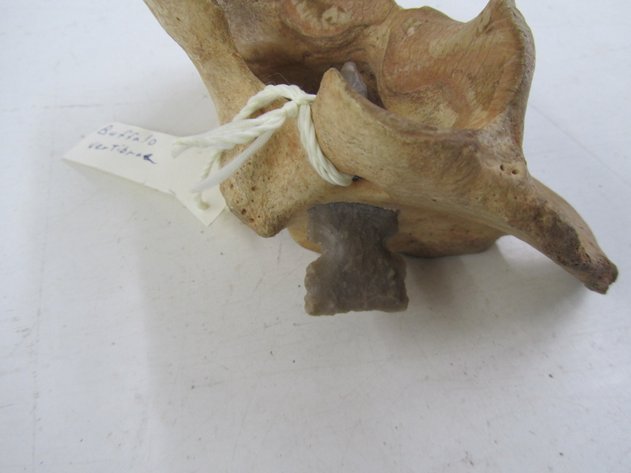 Image for Buffalo Vertebrae w/Arrowhead In It
