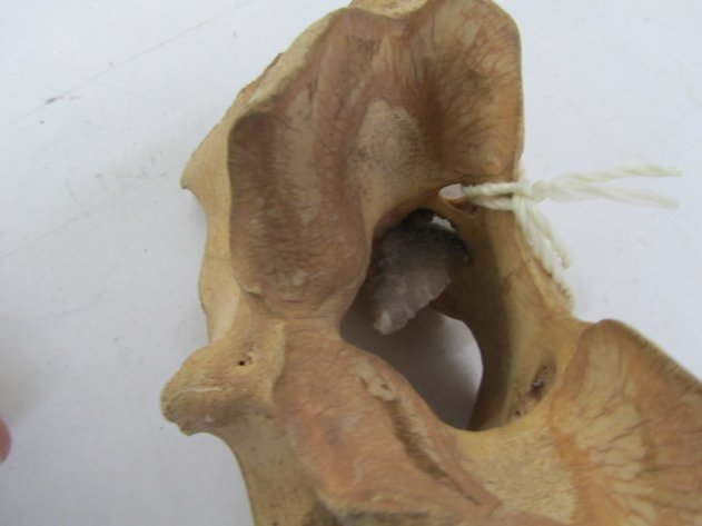 Image for Buffalo Vertebrae w/Arrowhead In It