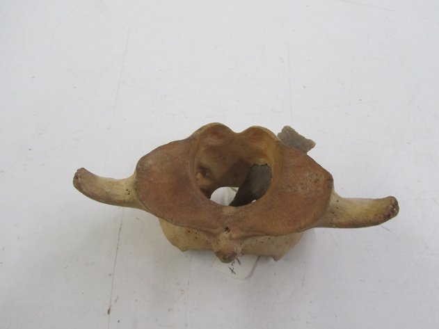 Image for Buffalo Vertebrae w/Arrowhead In It
