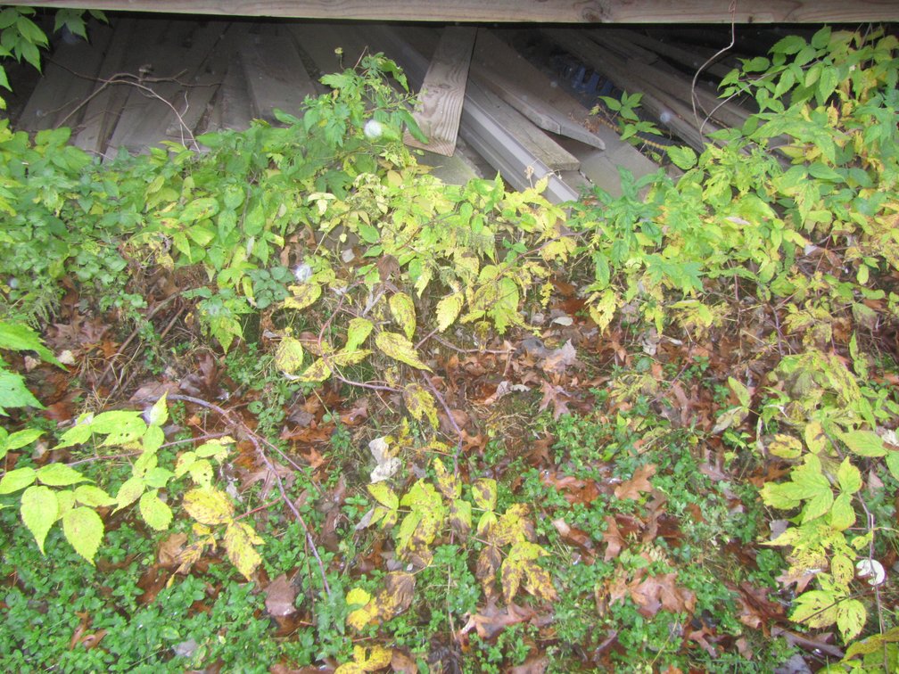 Lot Of Assorted Lumber