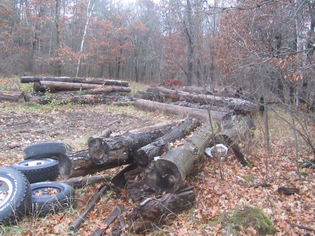 Huge Lot Of White And Red Pine