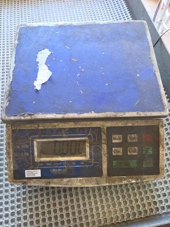 Global 60 lb Digital Bench Shipping Scale Commercial Platform Used