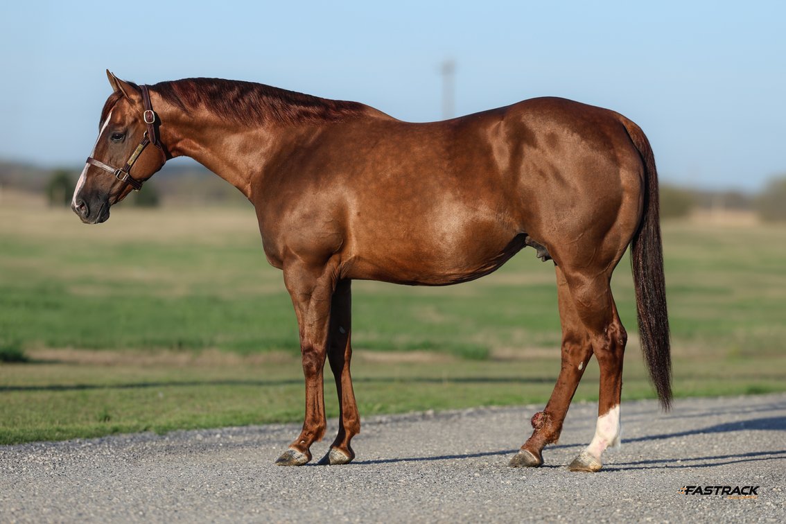 2 in 1: Fiesty Dash - LTE $1,275, PE $20,707 - bred to Lets Leave SI 103