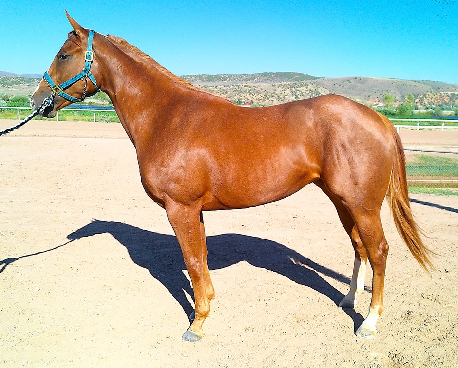 Caymus Candy
