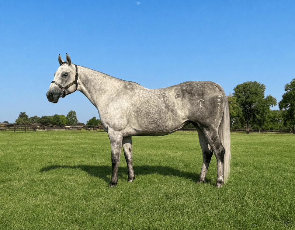 Hey Lookee Here SI 91 - LTE $51,377, PE $17,371 - bred to FDD Dynasty SI 102
