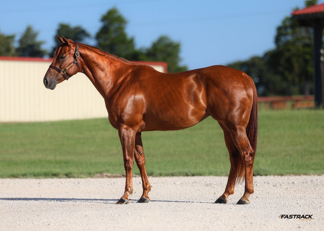 2 in 1: Lady Siete Seis SI 86 - LTE $5,475 + '26 bay filly, Gonna Be Famous SI 87