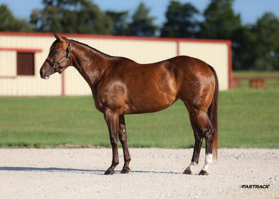 2 in 1: Famous Blind Date SI 87 - LTE $12,115 - bred to Just Dulce SI 99