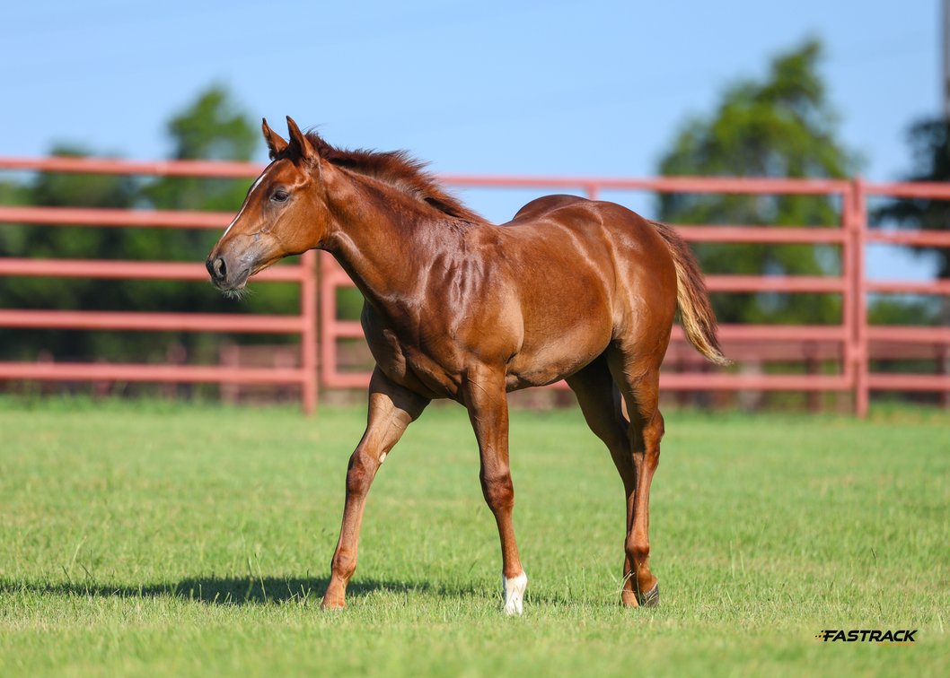 '26 sorrel filly, Dasha Good Reason SI 93 x Fiesty Dash, First Down Dash - LTE $1,275, PE $20,707