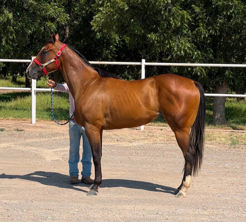 One Famous Carmelita SI 90 - LTE $13,950