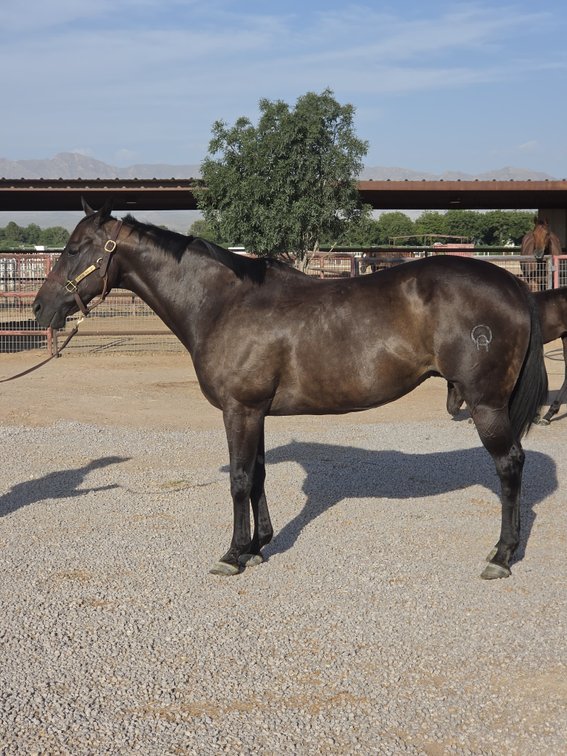 3 in 1: Denim Wizzard SI 87 - LTE $21,505, PE $18,951 - bred to Electrifying Cowboy SI 104 + '26 black filly, Minecraft SI 93
