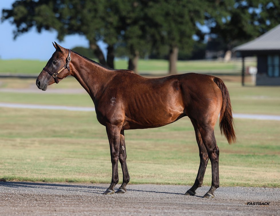 3 in 1: Budder Than Ever - LTE $5,130, PE $30,120 - bred to KVN Corona SI 95 + '26 gray filly by KVN Corona SI 95
