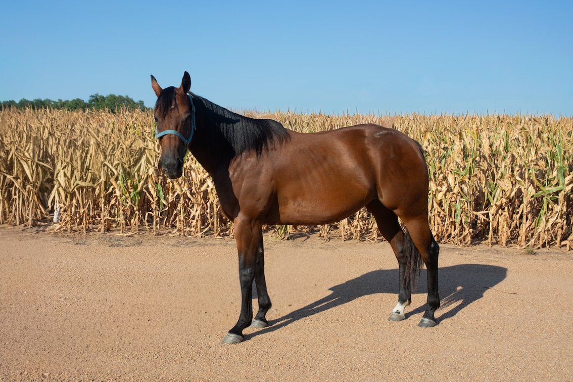 2 in 1: West Texas Favorite - bred to Kiss My Hocks SI 109