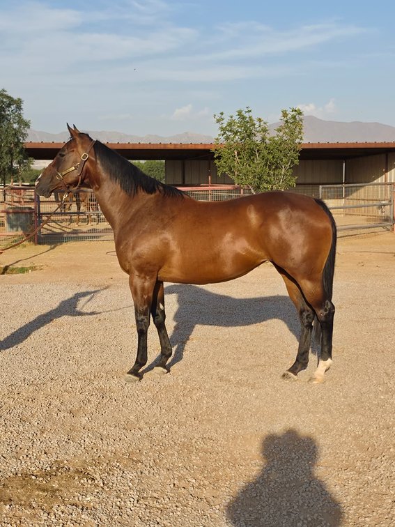 2 in 1: Foxy Bae SI 82 - LTE $3,005, PE $64,579 - bred to Out Of The Way SI 106