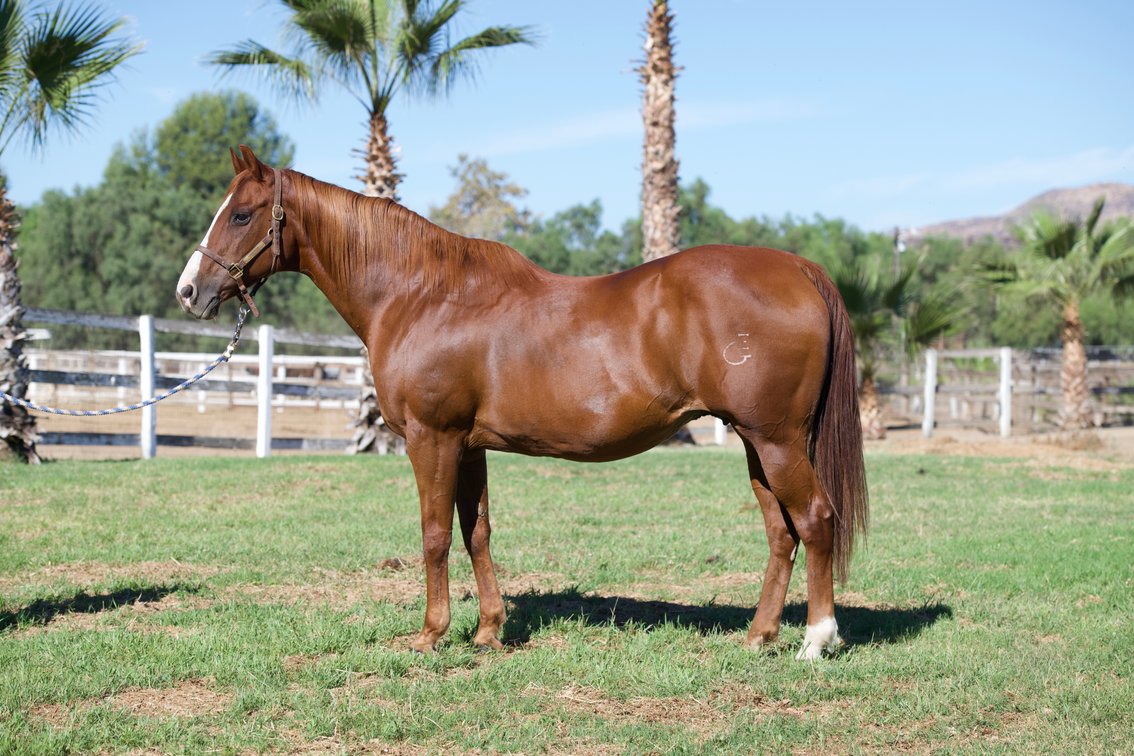 2 in 1: Artesias First Dash - bred to A Mere Felix