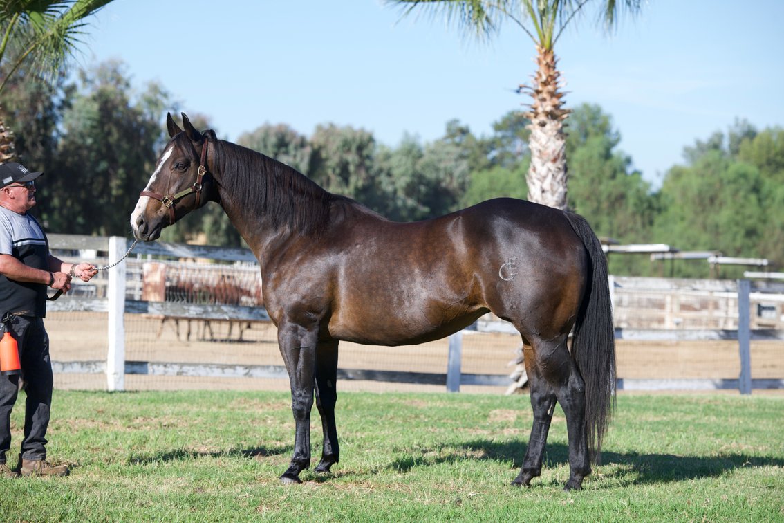 2 in 1: Fast Amanda Rose SI 91 - $16,203 - bred to A Mere Felix