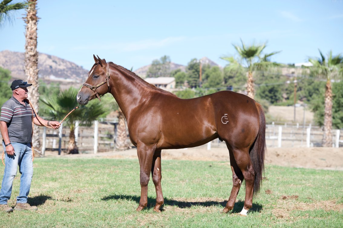 Jessbegood SI 84 - $4,242