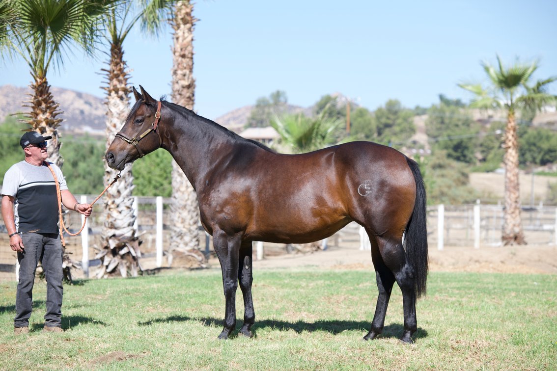 2 in 1: La Bella Cartel SI 80 - $1,695 - bred to A Mere Felix