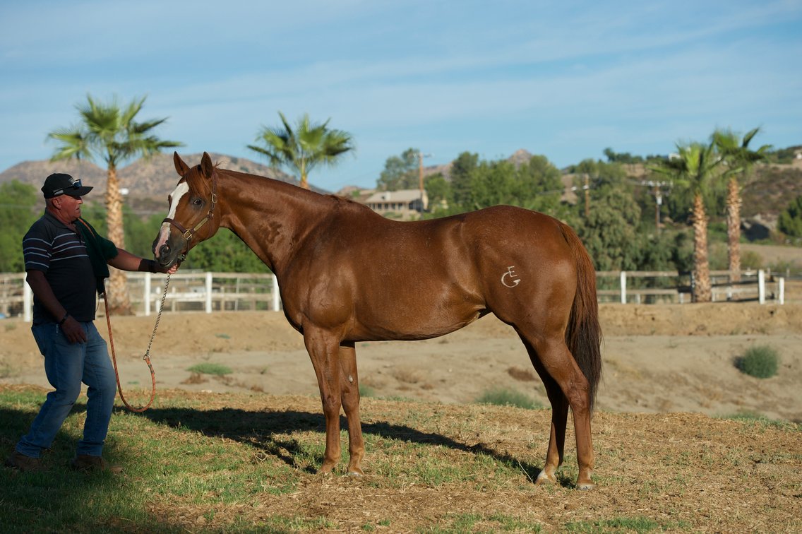 2 in 1: La Conqueta Dash - PE $19,958 - bred to A Mere Felix