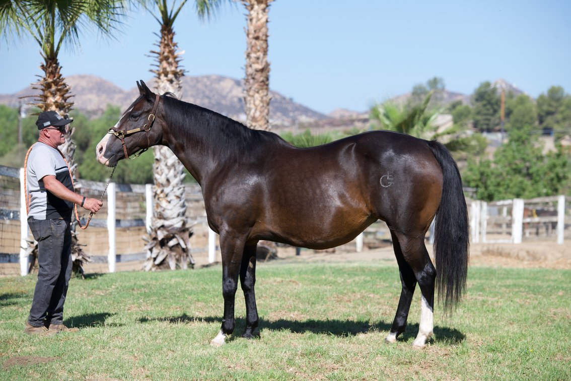 2 in 1: La Dulce Vita SI 86 - bred to A Mere Felix