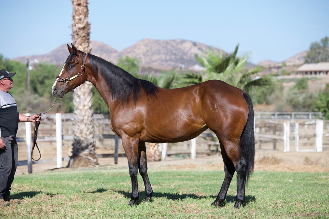 2 in 1: Magical Jewels - PE $6,900 - bred to A Mere Felix