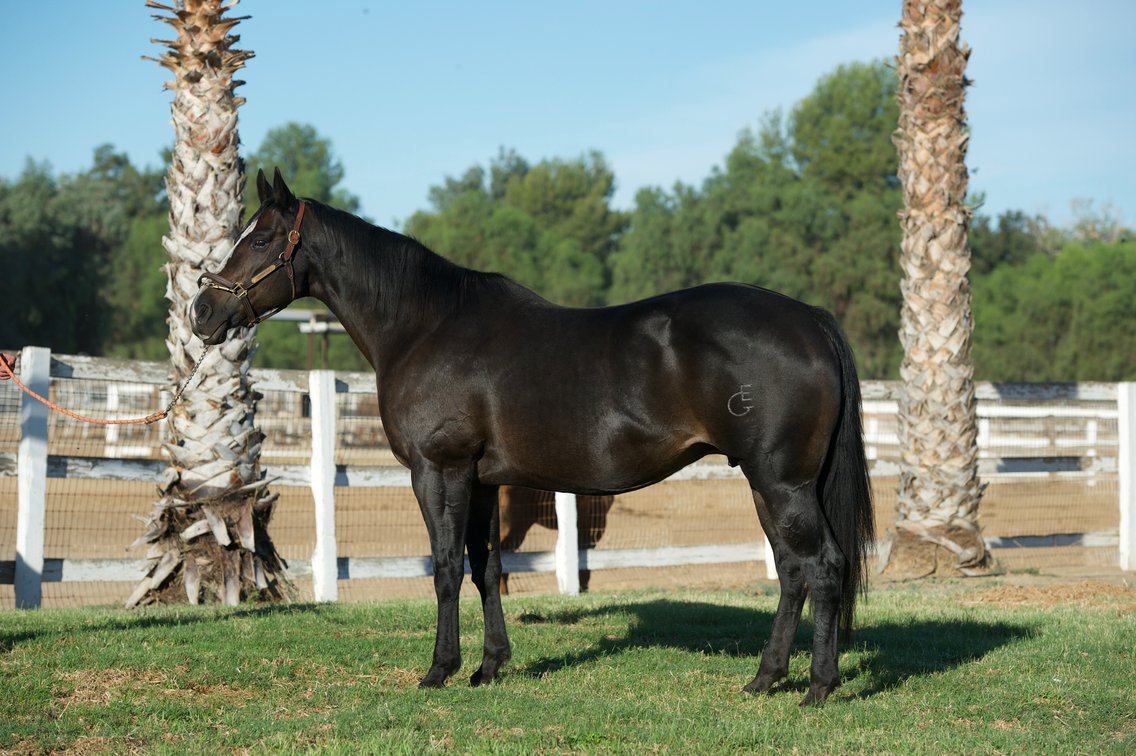 2 in 1: Maya Red Hot - PE $31,942 - bred to A Mere Felix