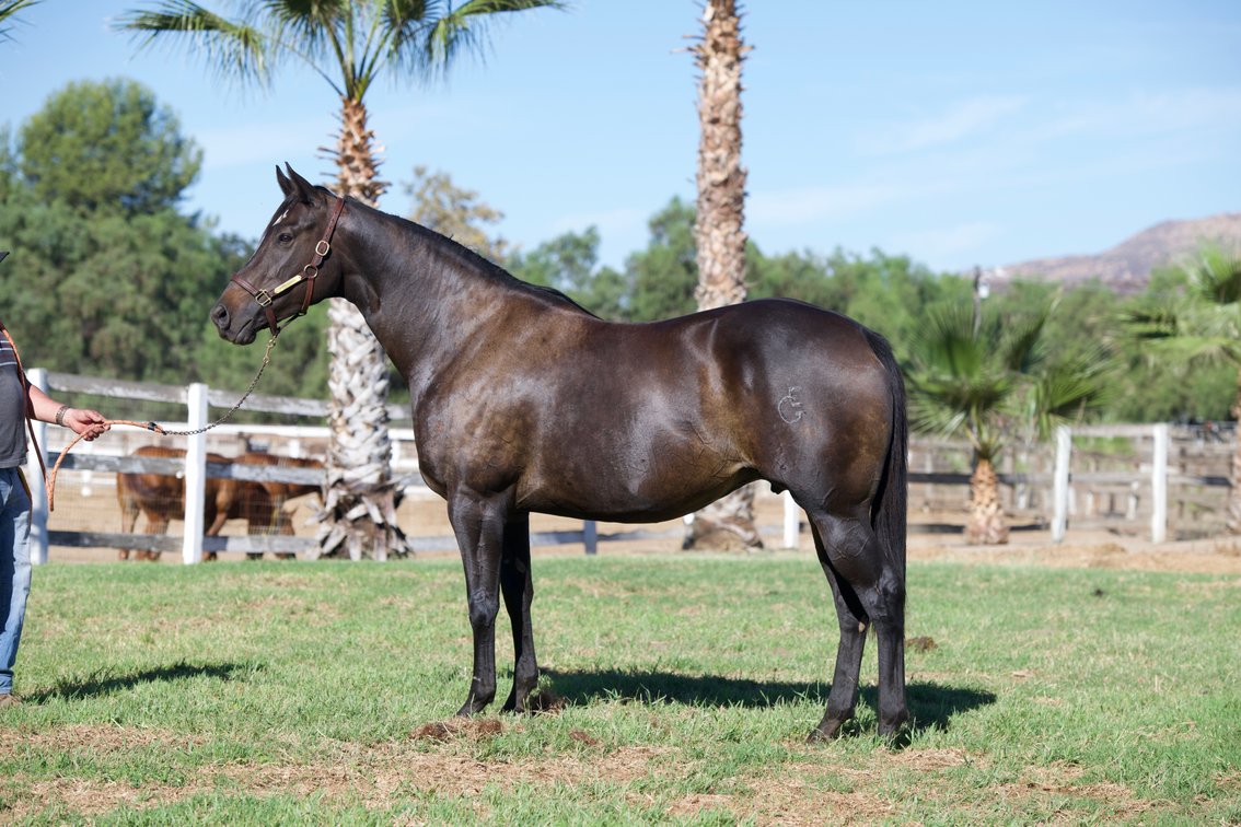 2 in 1: Moderna - bred to A Mere Felix