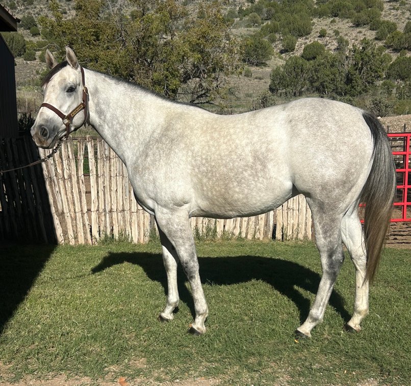 2 in 1: JL Dream Rocket - bred to Elmer