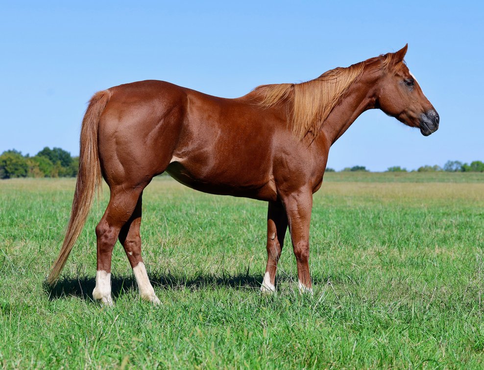 2 in 1: Passion With Panash - bred to Chasin Misty