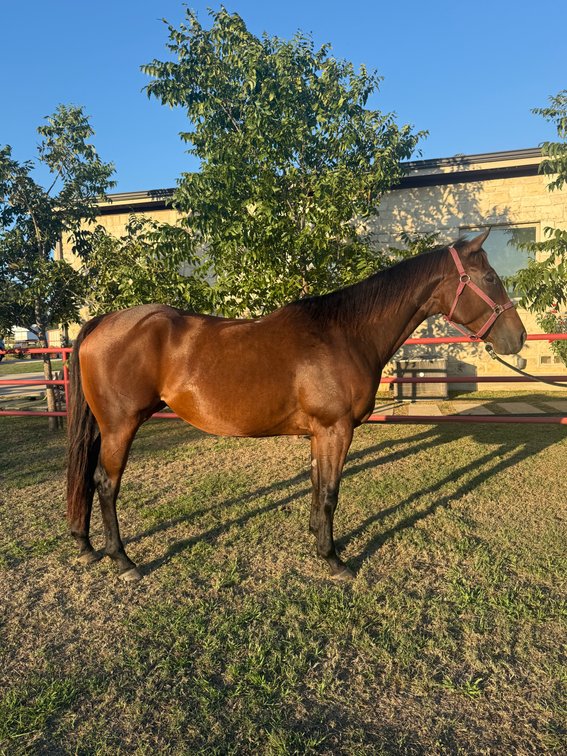 Fabulous Full Moon + '27 breeding to Kiss My Maruska