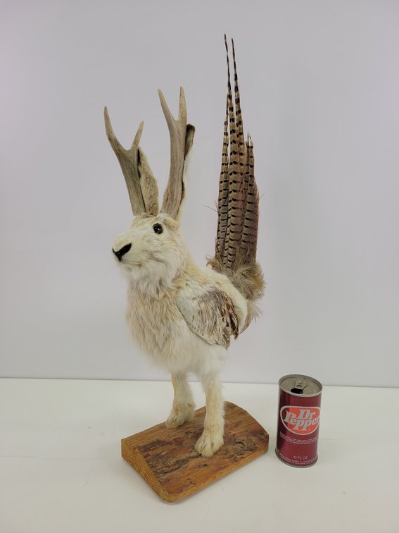 Mythical "Phesalope" Taxidermy