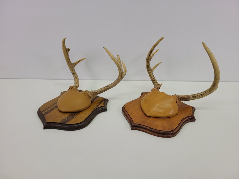 (2) Mounted Deer Antlers