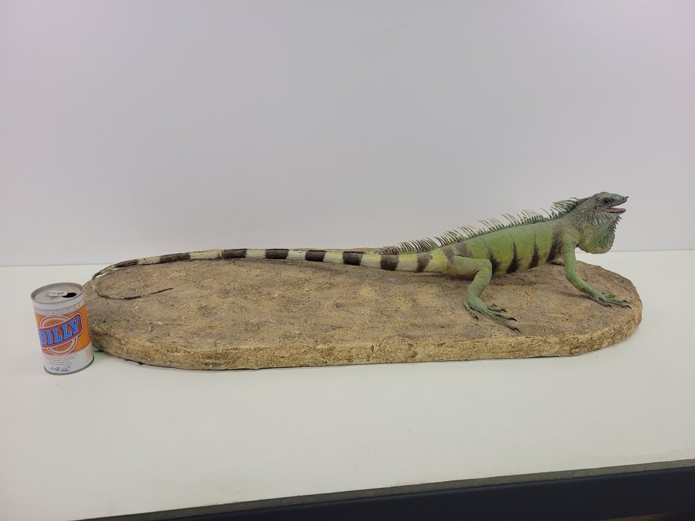 Taxidermy Iguana Mount - "Jub Jub"