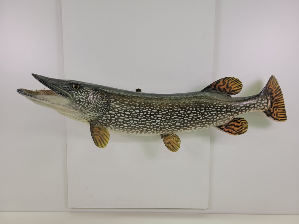 40" Northern Pike Mount