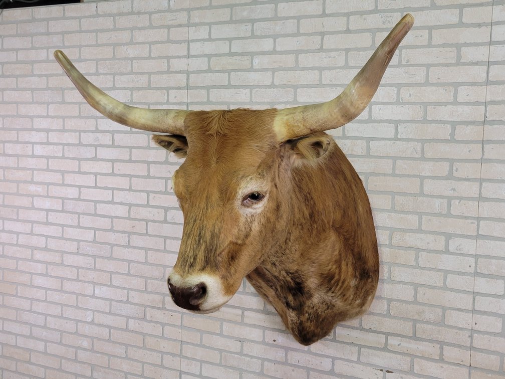 "BIG RED" Rodeo Bull Shoulder Mount