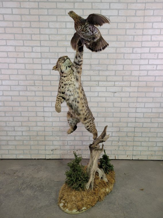 Beautiful Bobcat / Grouse Full Mount Taxidermy