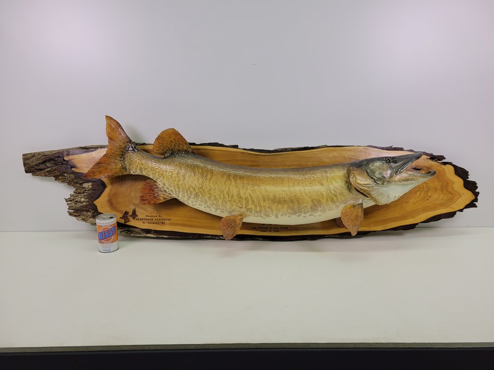 48" - 28# Musky Mount on Live Edge Wood Slab