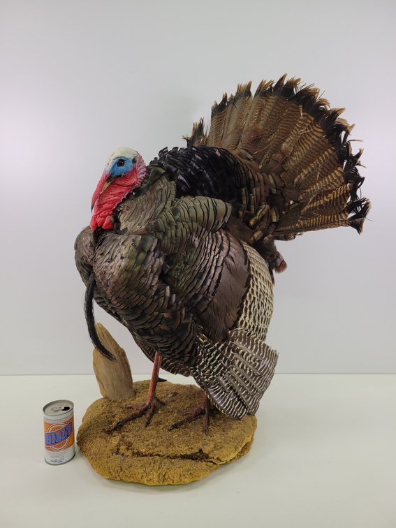 Full Wild Turkey Mount