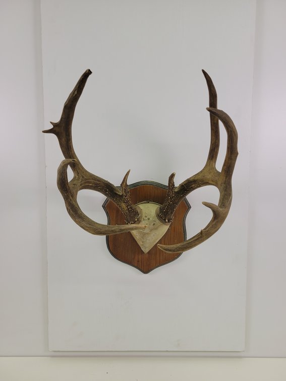 Whitetail Deer Antler Mount