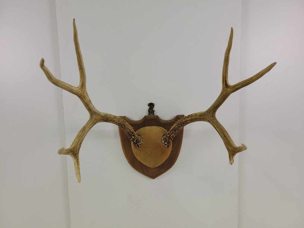 Mule Deer Antler Mount